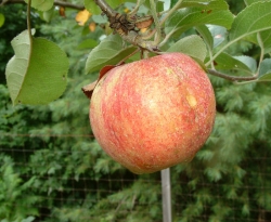 Moyers Spice Fruit Moyers Spice Fruit