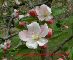Myers' Royal Limbertwig Bloom Myers' Royal Limbertwig Bloom
