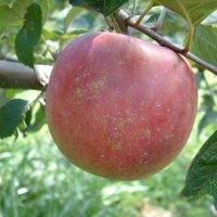 Myers’ Royal Limbertwig Myers' Royal Limbertwig