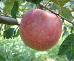 Myers' Royal Limbertwig Fruit Myers' Royal Limbertwig Fruit