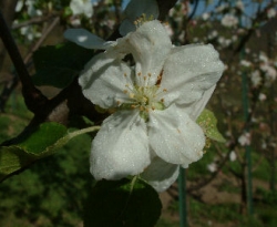 Newtown Pippin Bloom Newtown Pippin Bloom