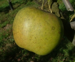 Newtown Pippin Fruit Newtown Pippin Fruit