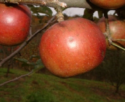Nickajack Fruit