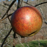 Old Fashioned Limbertwig Old Fashioned Limbertwig