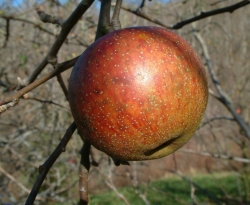 Old Fashioned Limbertwig Fruit