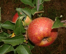 Oliver Fruit Oliver Fruit