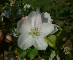 Ophir Bloom Ophir Bloom