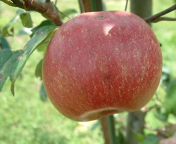 Ophir Fruit Ophir Fruit