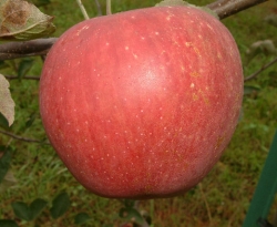 Parks Pippin Fruit Parks Pippin Fruit