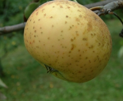 Parmer Fruit Parmer Fruit