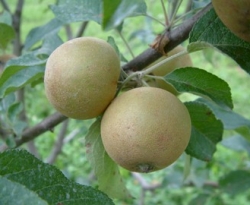 Pitmaston Pineapple Fruit Pitmaston Pineapple Fruit