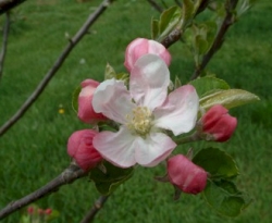 Polly Eades Bloom Polly Eades Bloom