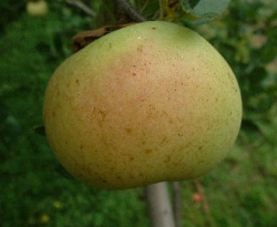 Polly Eades Fruit Polly Eades Fruit