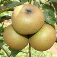 Pomme Gris Pomme Gris