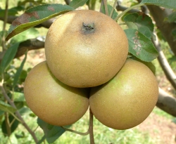 Pomme Gris Fruit