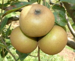 Pomme Gris Fruit Pomme Gris Fruit