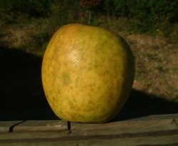 Porter Fruit Porter Fruit