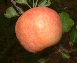 Priestly Fruit Priestly Fruit