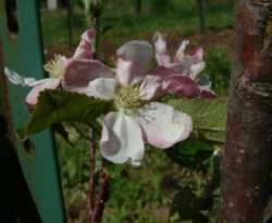 Primate Bloom Primate Bloom