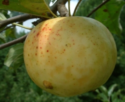 Primate Fruit Primate Fruit