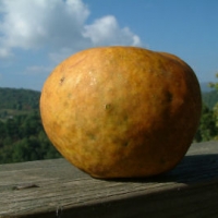 Pumpkin Sweet Pumpkin Sweet