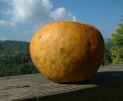 Pumpkin Sweet Fruit Pumpkin Sweet Fruit