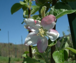 Rainbow Bloom Rainbow Bloom