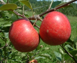 Rainbow Fruit Rainbow Fruit