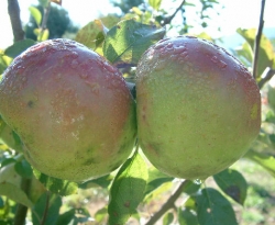 Reasor Green Fruit Reasor Green Fruit