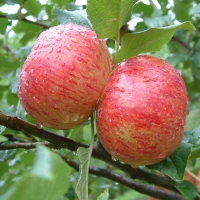 Red Astrachan Red Astrachan