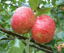 Red Astrachan Fruit