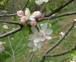 Red Limbertwig Bloom