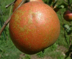 Reverend Morgan Fruit Reverend Morgan Fruit