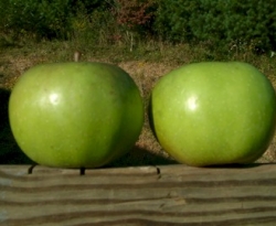 Rhode Island Greening Fruit