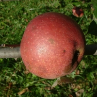Ruby Limbertwig Ruby Limbertwig