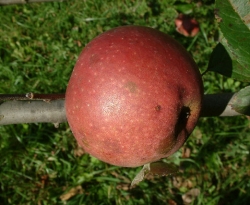 Ruby Limbertwig Fruit