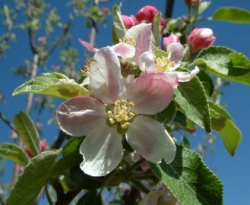 Shenandoah Bloom