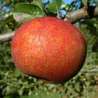 Shenandoah Shenandoah