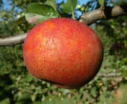 Shenandoah Fruit