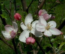 Shockley Bloom Shockley Bloom