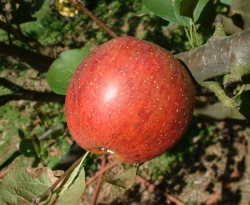 Shockley Fruit Shockley Fruit