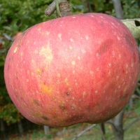 Smith Seedling Smith Seedling