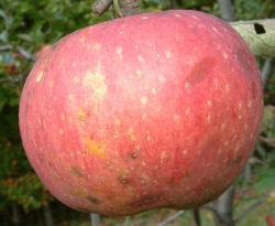 Smith Seedling Fruit Smith Seedling Fruit