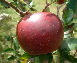 Sops of Wine Fruit Sops of Wine Fruit