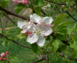 Spice of Old Virginia Bloom Spice of Old Virginia Bloom