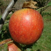 Spice of Old Virginia Spice of Old Virginia