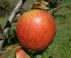 Spice of Old Virginia Fruit