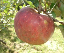 Stayman Fruit Stayman Fruit