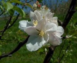 Strawberry Pippin Bloom Strawberry Pippin Bloom