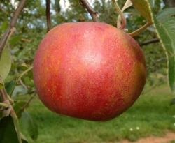 Strawberry Pippin Fruit Strawberry Pippin Fruit